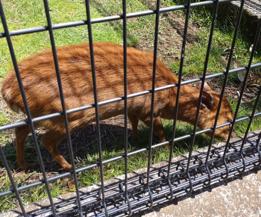 八丈植物公園キョン