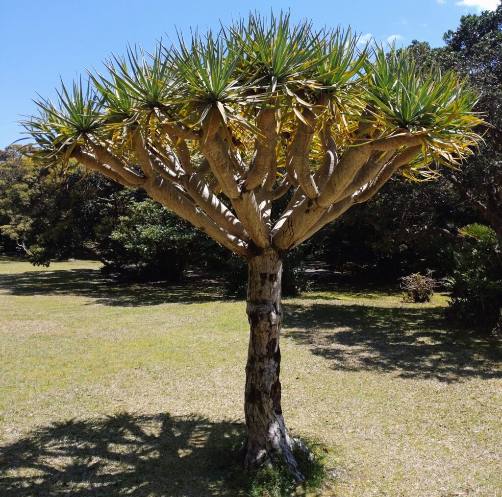 八丈植物公園