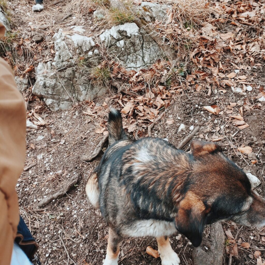 ブラン