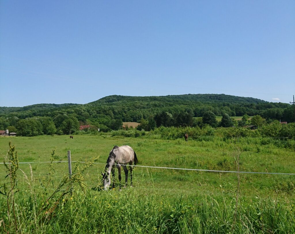 Popovača