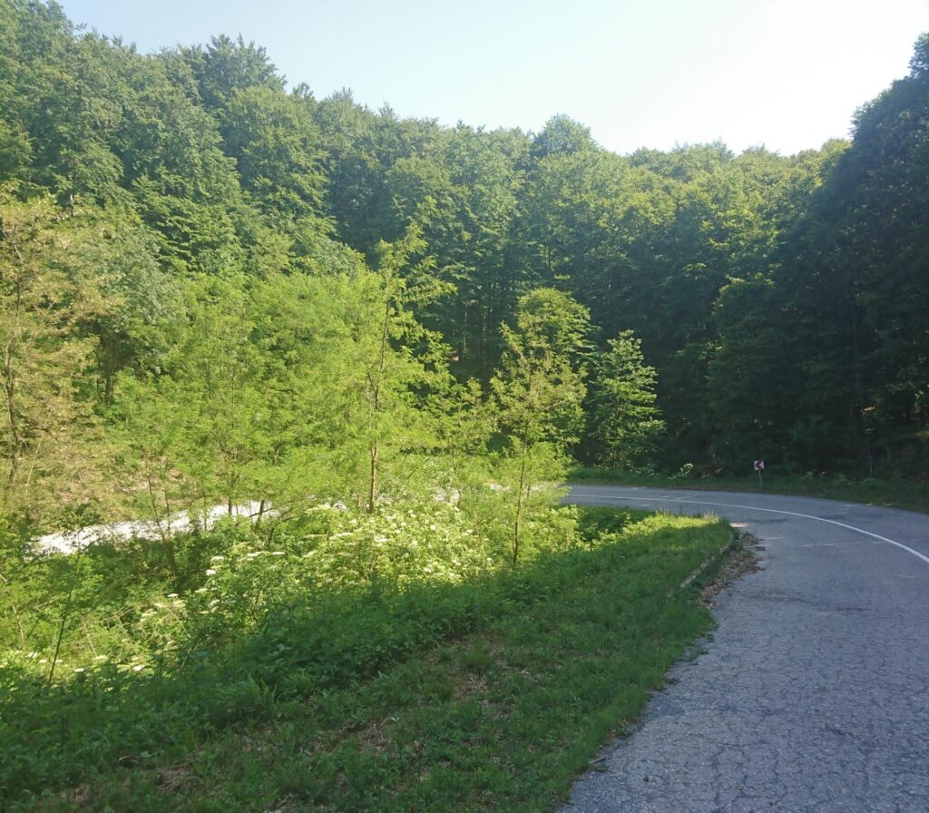 Podgarić