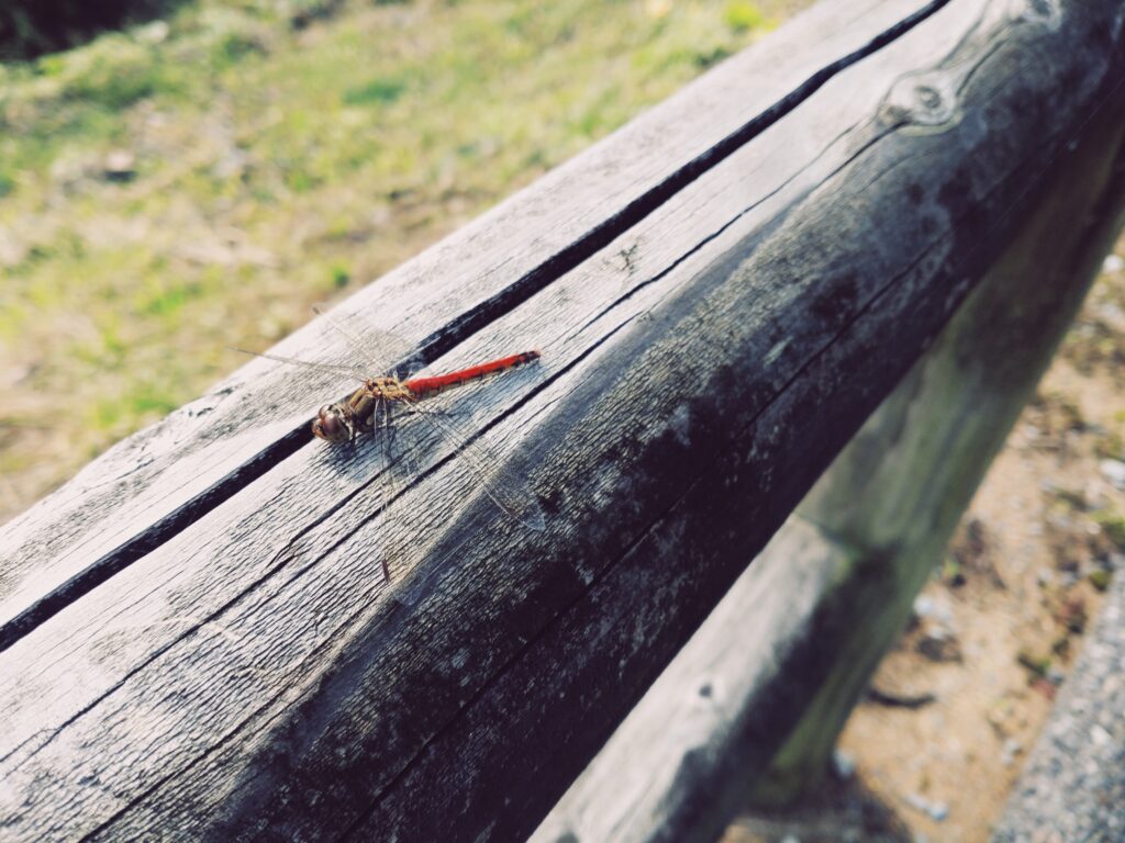 一乗谷朝倉氏遺跡