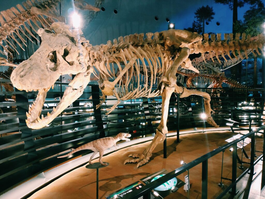 恐竜博物館