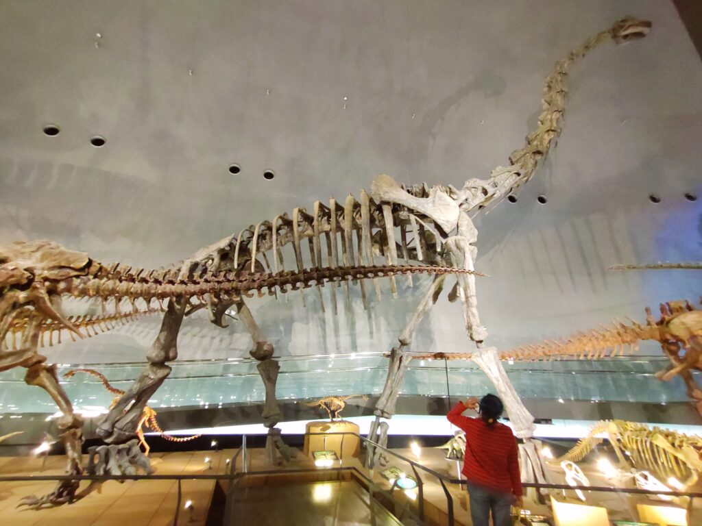 恐竜博物館